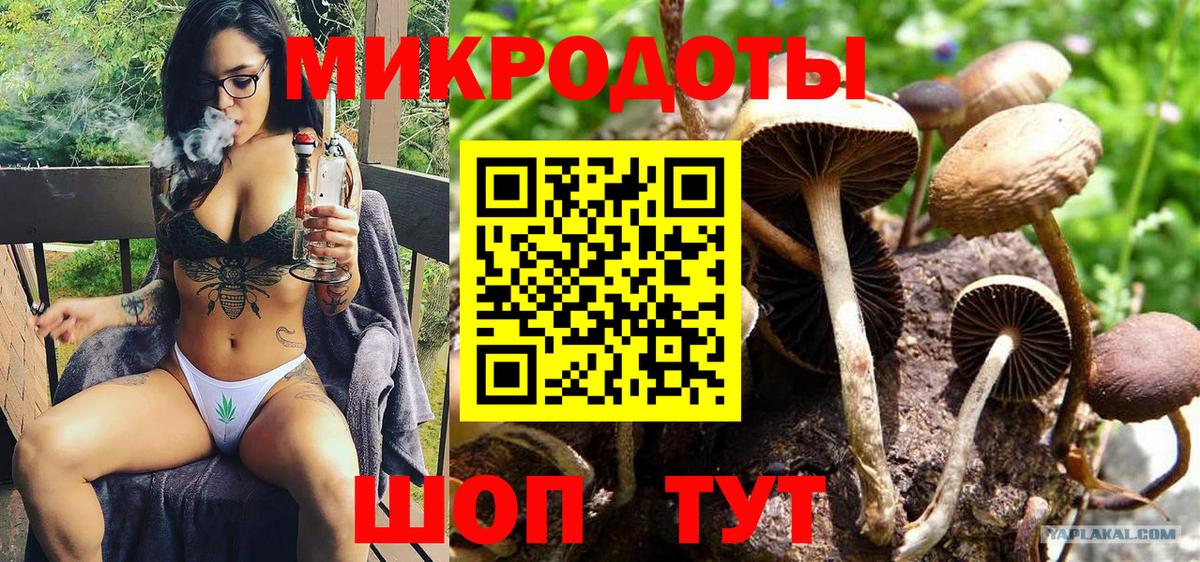 Псилоцибиновые грибы мицелий Тимашёвск